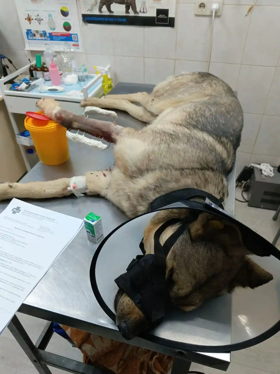 Сбор средств на погашение долга за операцию собаки - Животные в Саратов