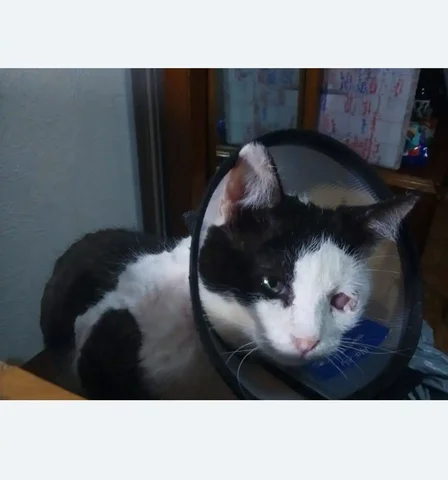 Сбор средств на лечение кота Марсика после операции - Ветеринария в Саратов