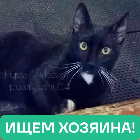 Найден кот в Саратове в районе СХИ - Крупный рогатый скот в Саратов