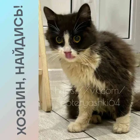 Найден котенок в Саратове - Ветеринария в Саратов