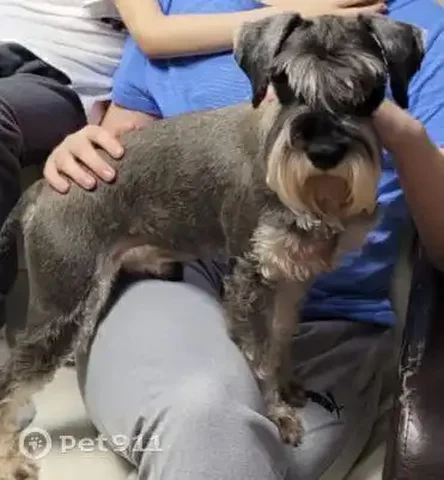 Пропала собака в Саратовской области - Животные в Подгоренка