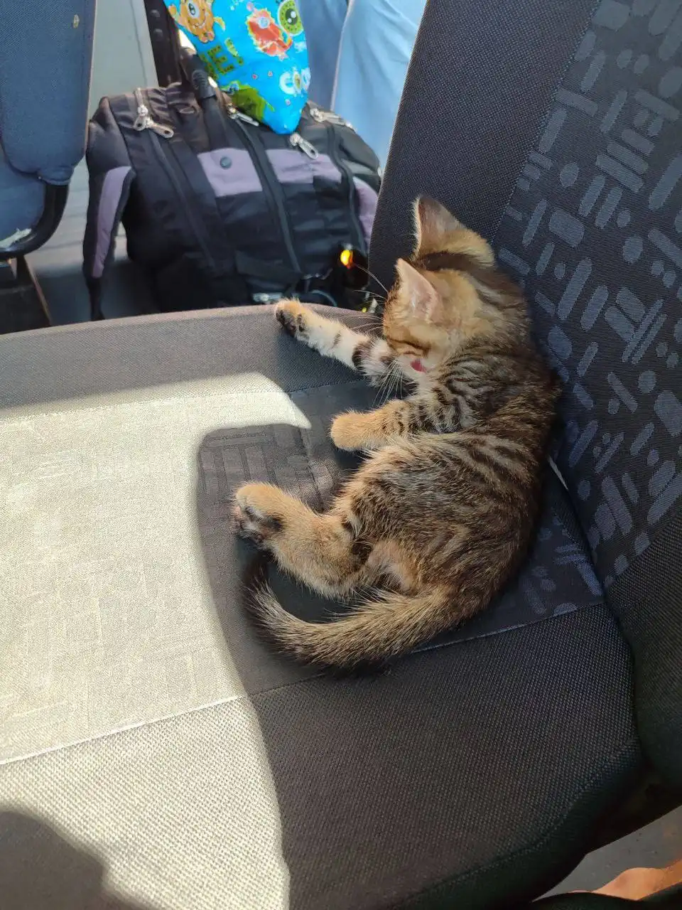 Потерянный кот в Красном Яре - Потерянные животные (Животные) в Красный Яр