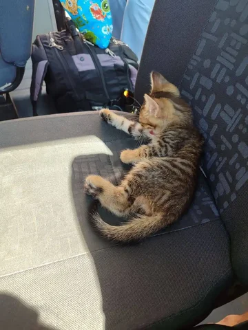 Потерянный кот в Красном Яре - Животные в Красный Яр