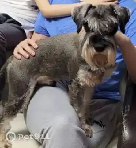 Пропала собака в Саратовской области - Животные в Подгоренка