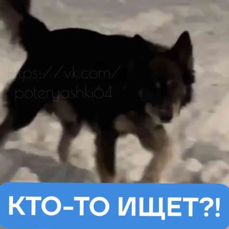 Найдена домашняя собака в детском парке Саратова - Собаки (Животные) в Саратов