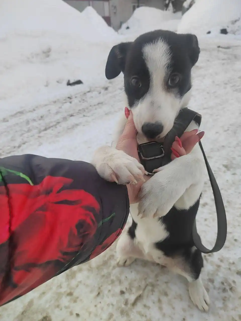 Помощь щенку на передержке в Саратове - Передержка (Животные) в Саратов