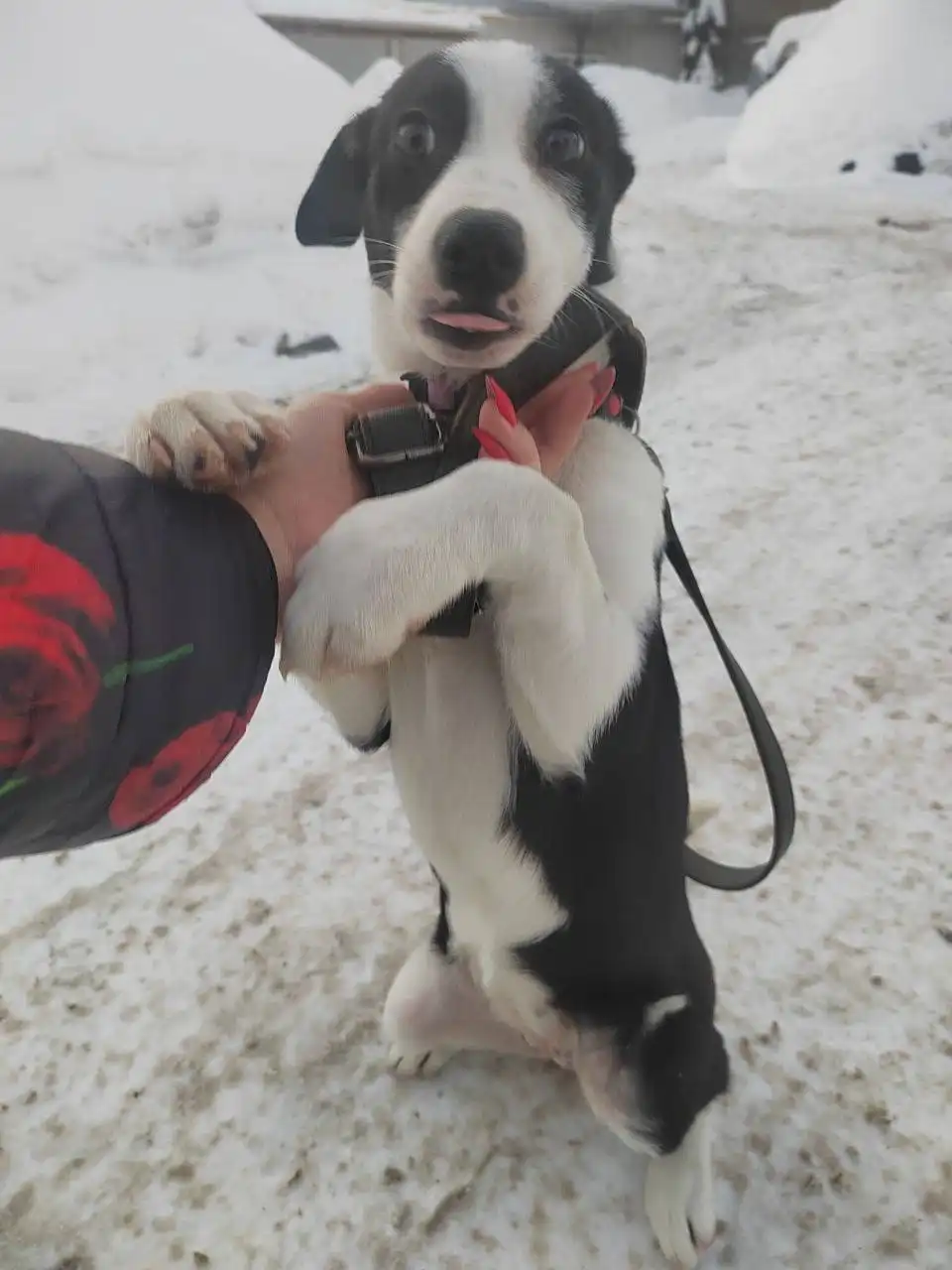 Помощь щенку на передержке в Саратове - Передержка (Животные) в Саратов