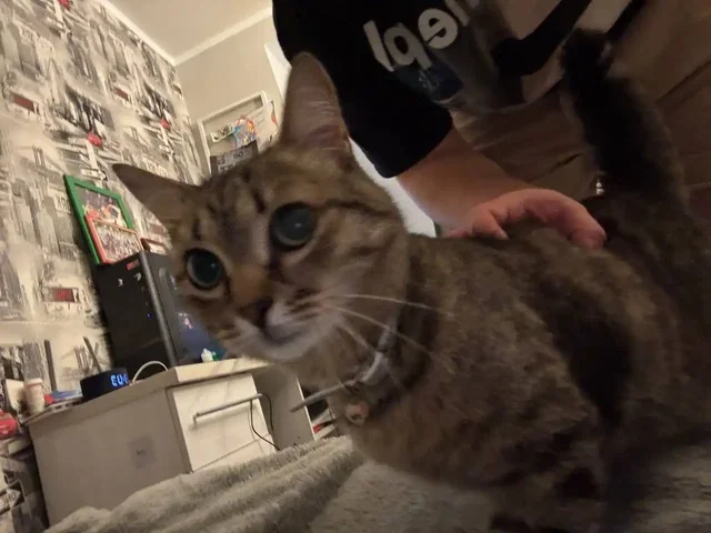 Найдена домашняя кошка в Энгельсе - Кошки в Энгельс