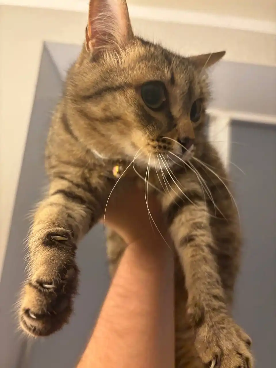 Найдена домашняя кошка в Энгельсе - Кошки (Животные) в Энгельс