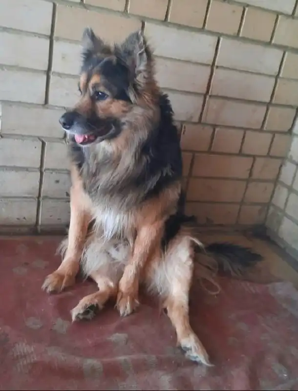 Песик Митя 7 лет ищет новый дом в Саратове - Собаки (Животные) в Саратов