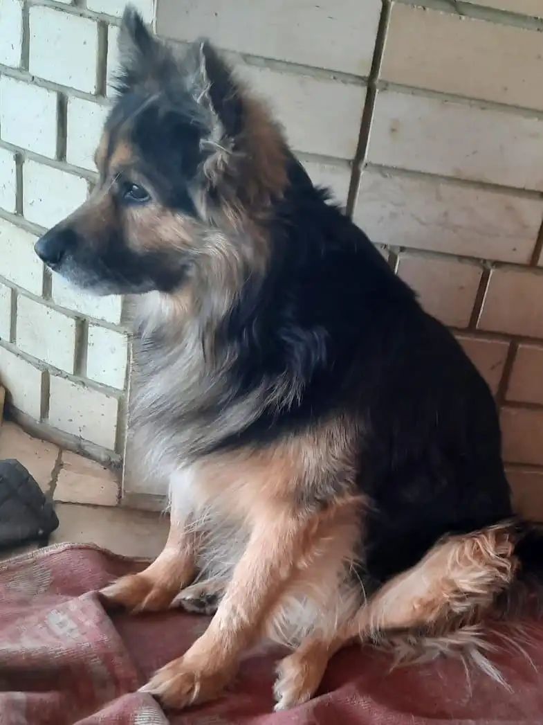 Песик Митя 7 лет ищет новый дом в Саратове - Собаки (Животные) в Саратов