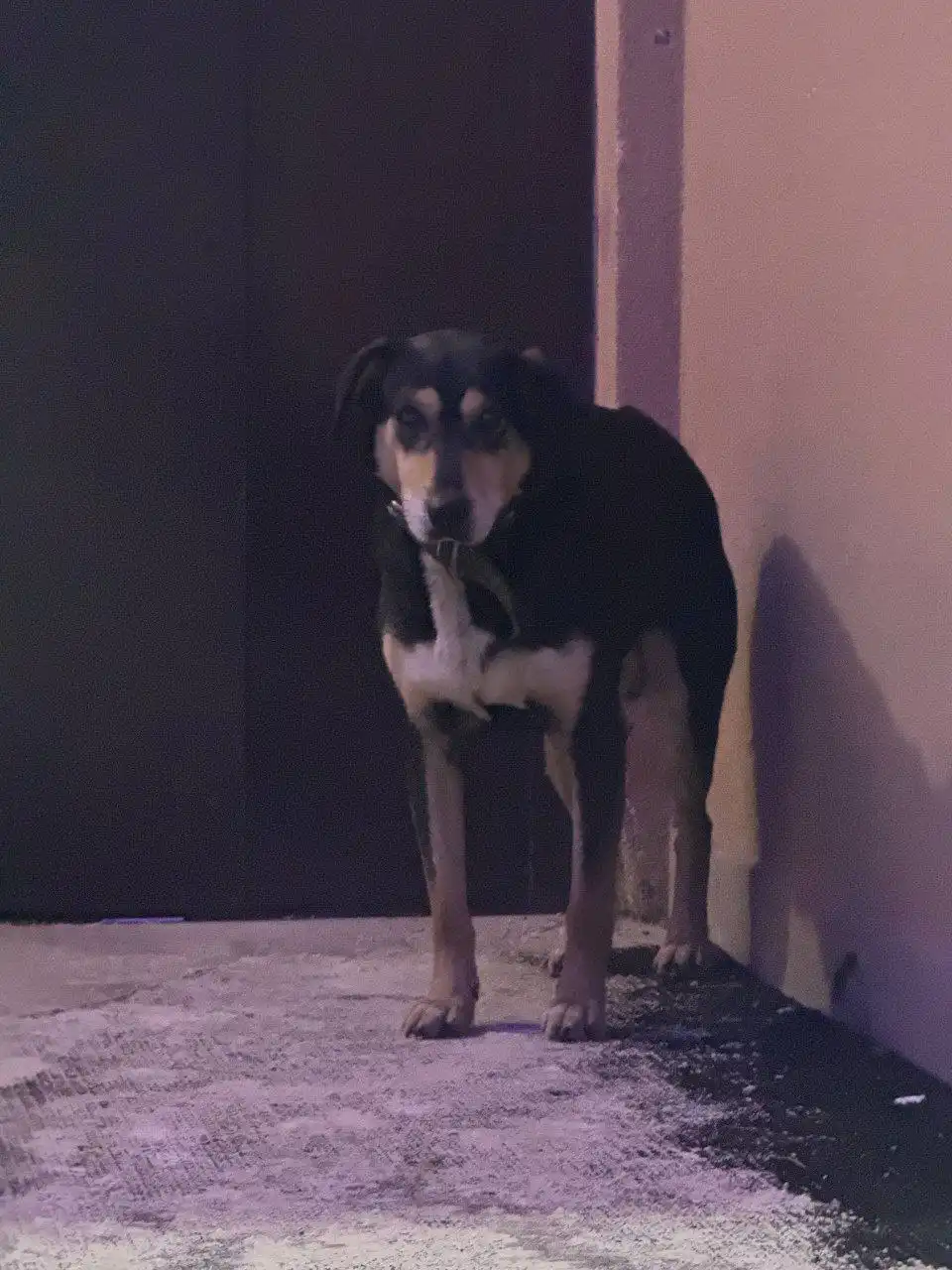 Потерянная собака в Саратове - Потерянные/найденные (Животные) в Саратов