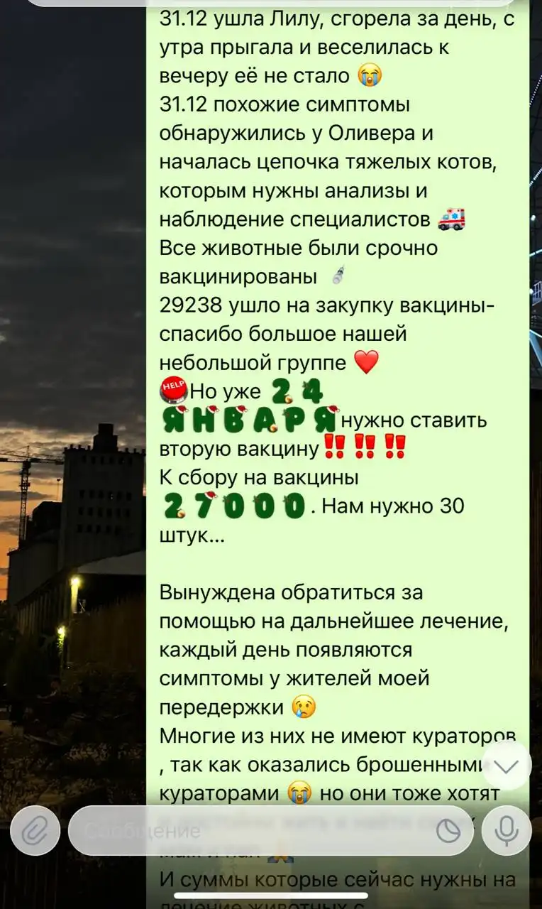 Потеряшки в Саратове - Потерянные животные (Животные) в Саратов