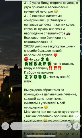 Потеряшки в Саратове - Передержка в Саратов