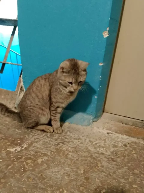 Потерянное животное в Саратове - Передержка в Саратов