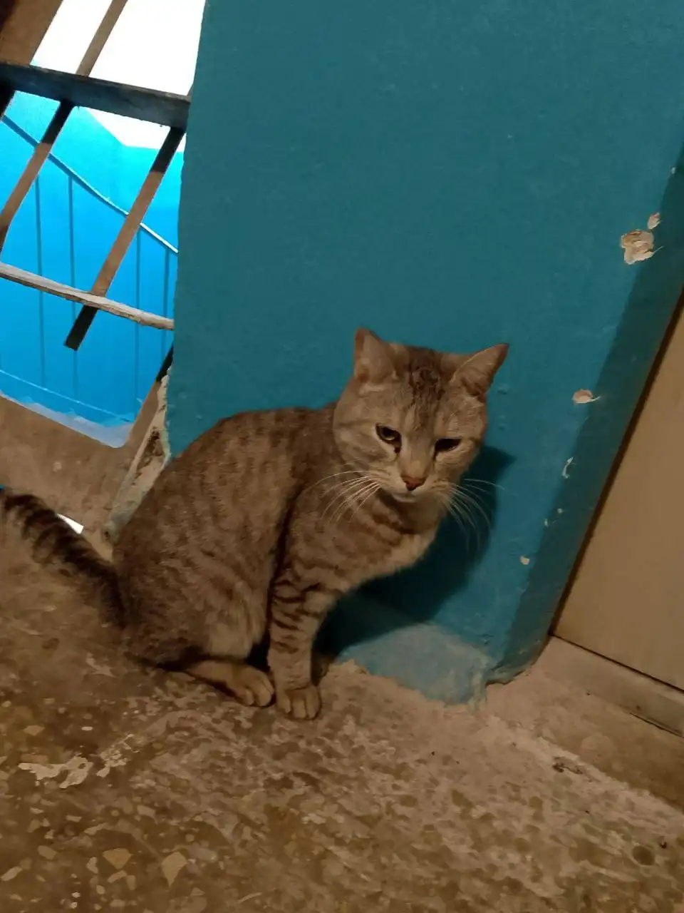 Потерянное животное в Саратове - Потерянные животные (Животные) в Саратов