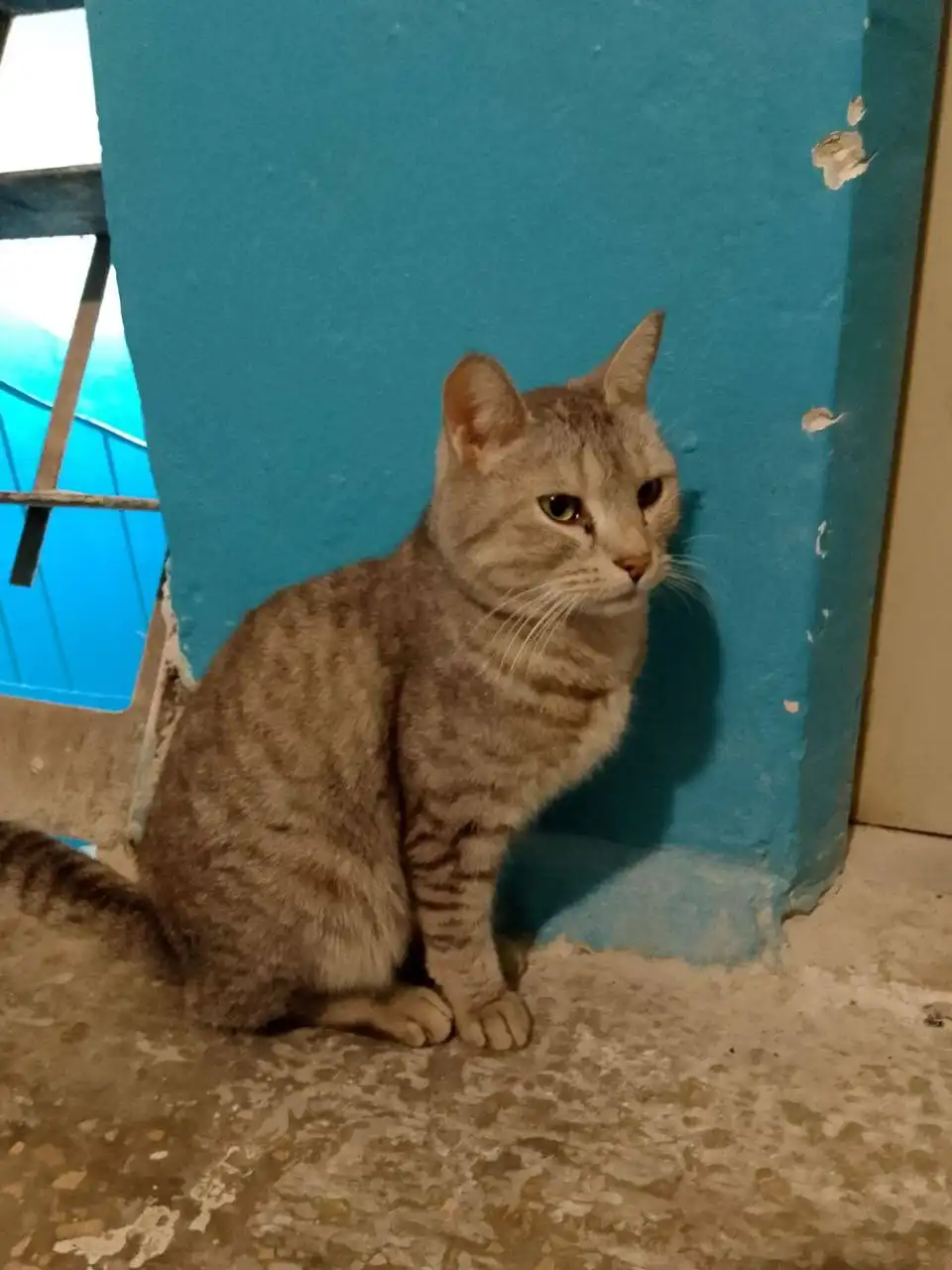 Потерянное животное в Саратове - Потерянные животные (Животные) в Саратов