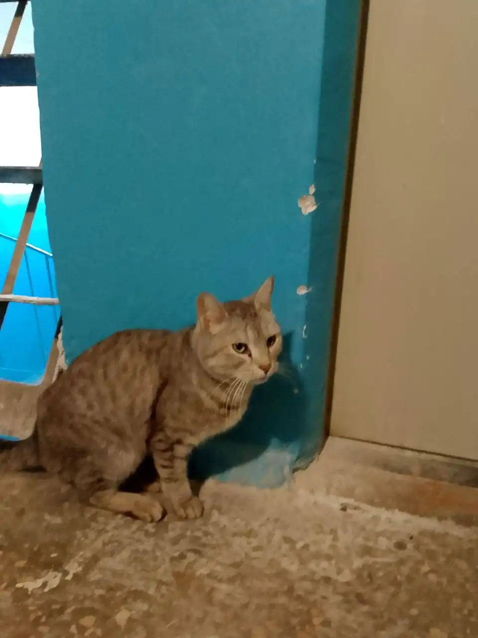 Потерянное животное в Саратове - Потерянные животные (Животные) в Саратов