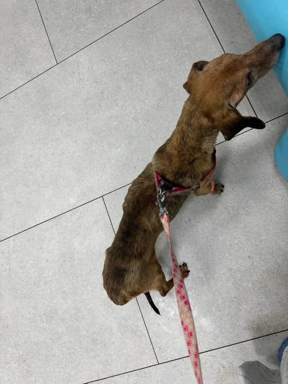 Жалоба на жестокое обращение с собакой - Собаки (Животные) в Саратов