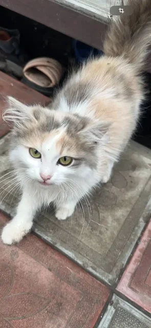 Трехцветная кошка 4.5 месяца ищет дом - Передержка в Саратов