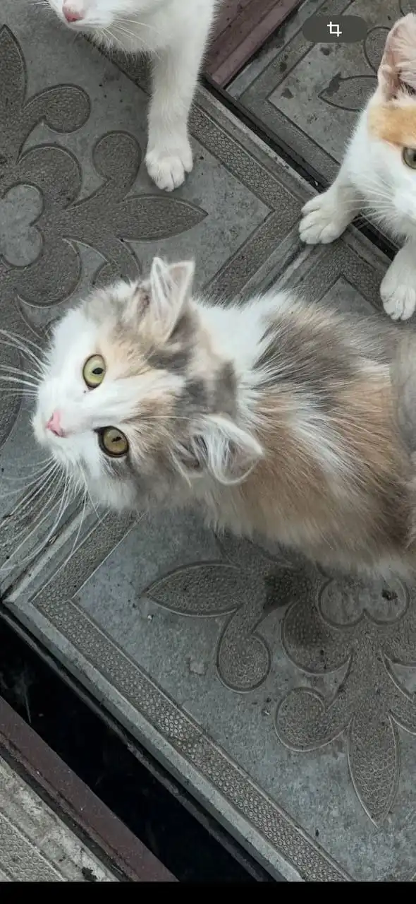 Трехцветная кошка 4.5 месяца ищет дом - Кошки (Животные) в Саратов