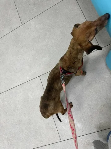 Потерявшаяся собака в Саратове - Передержка в Саратов