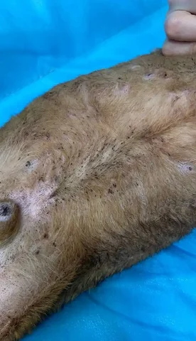 Потерянные животные в Саратове - Передержка в Саратов