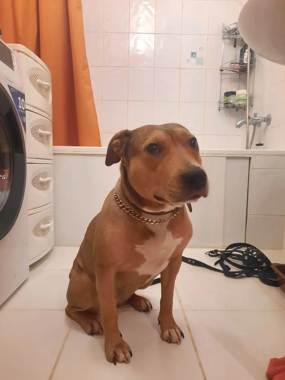 Экстренный сбор на передержку собаки Джесси - Передержка (Животные) в Саратов