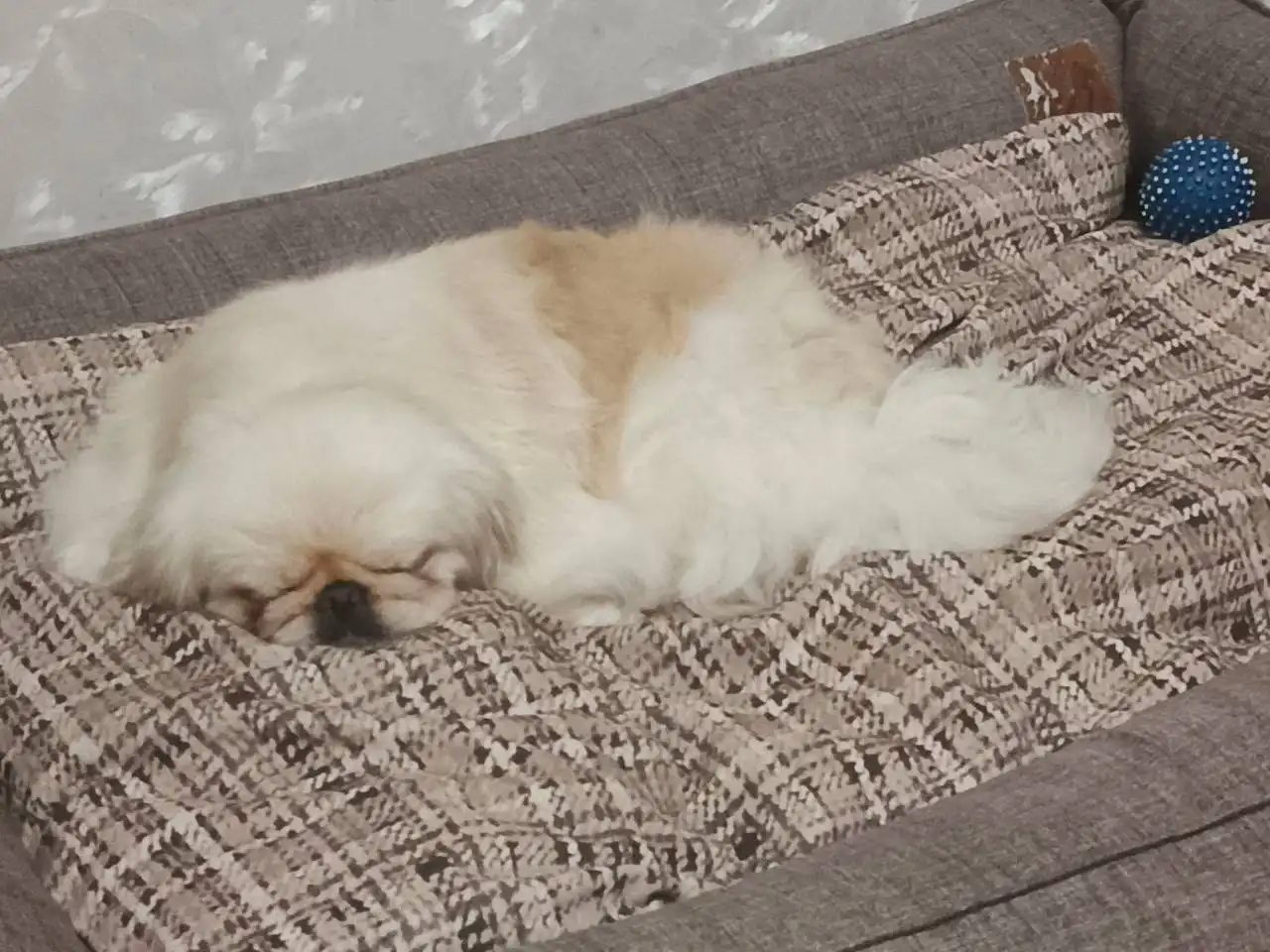 Питомец найден новый дом в Саратове - Кошки (Животные) в Саратов