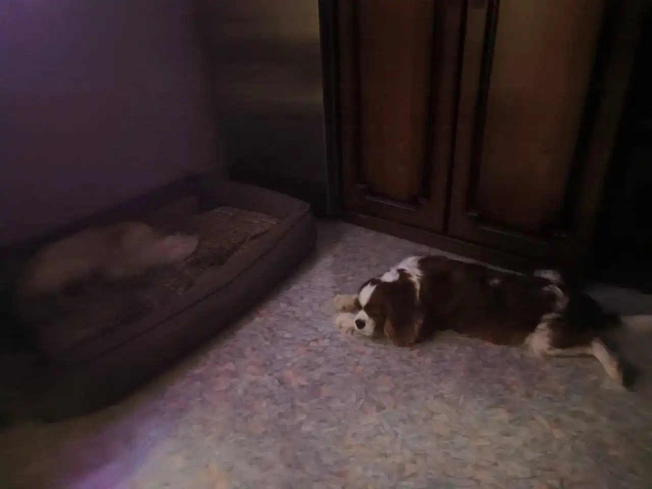 Питомец найден новый дом в Саратове - Кошки (Животные) в Саратов