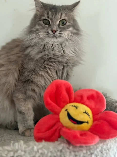 Сбор средств на стерилизацию и передержку кошки Бони - частное объявление в Саратов