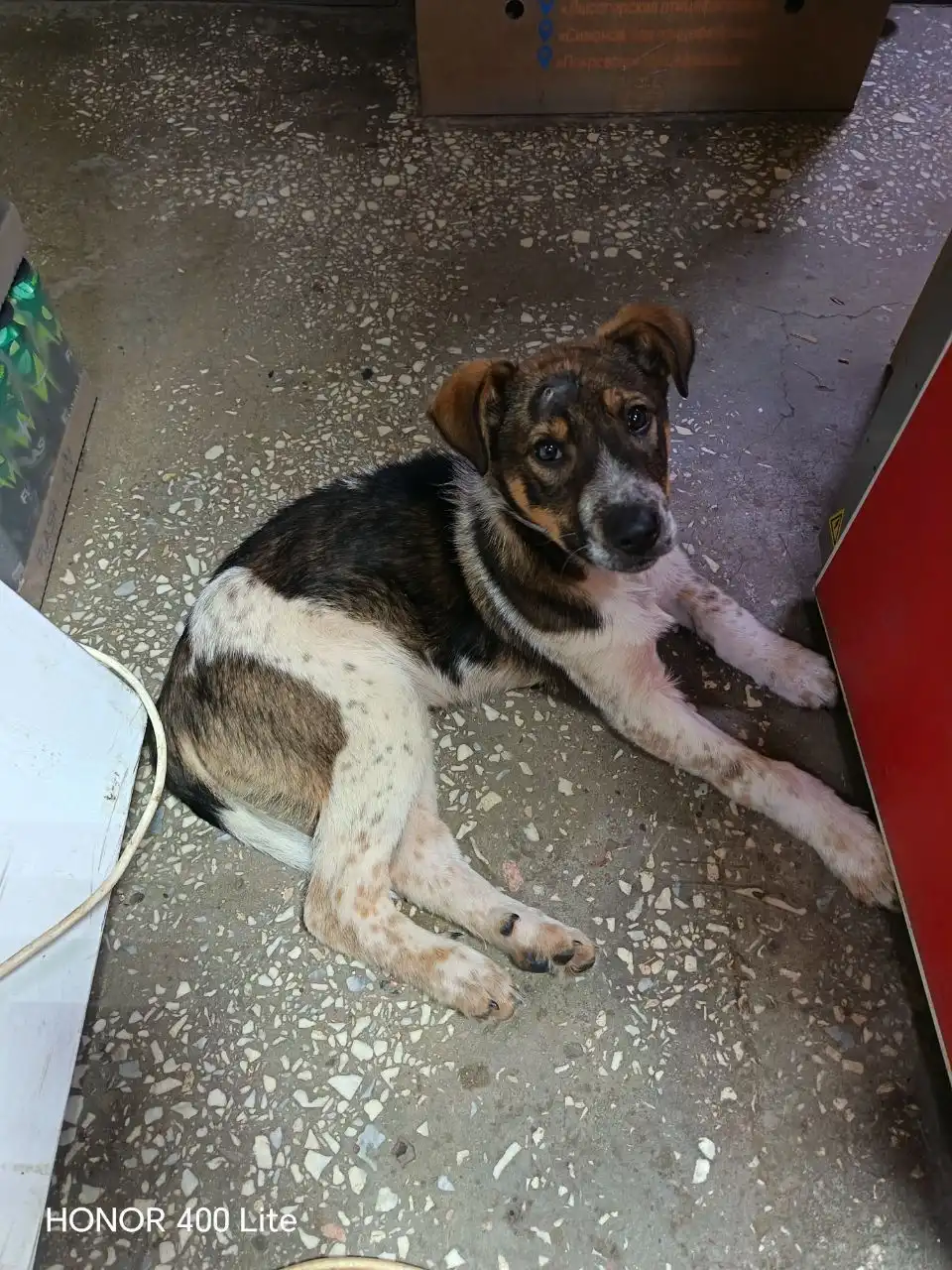 Щенок найден у магазина в Саратове - Собаки (Животные) в Саратов