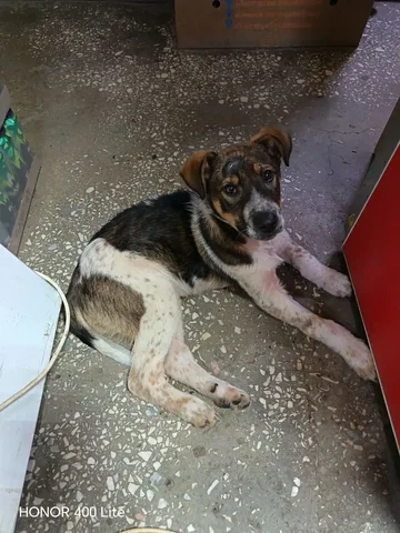 Щенок найден у магазина в Саратове - частное объявление в Саратов