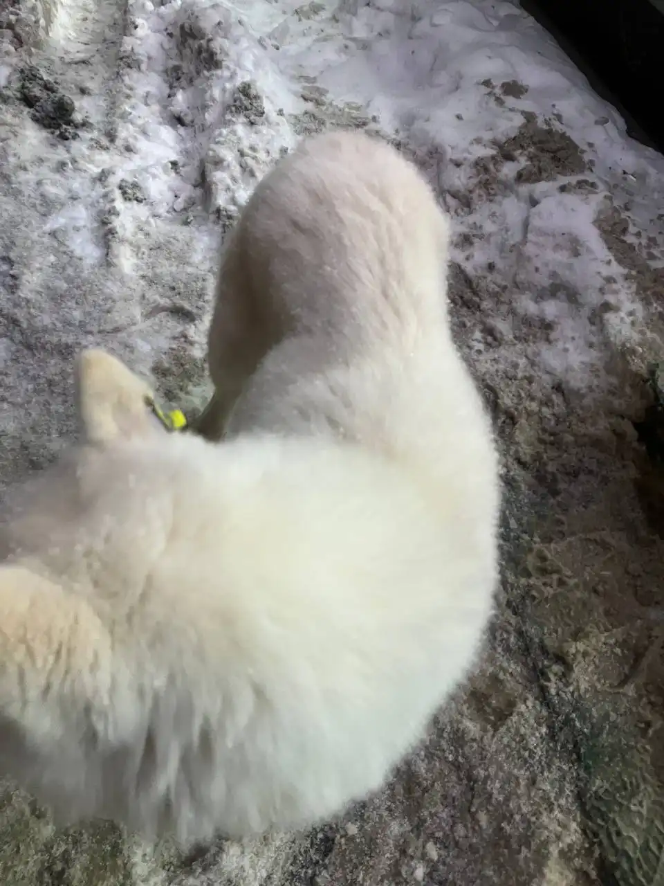 Найден породистый собака в Энгельсе - Собаки (Животные) в Энгельс