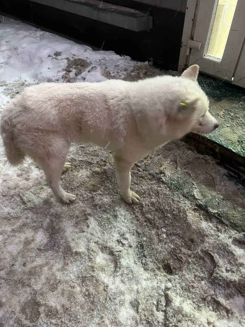 Найден породистый собака в Энгельсе - Собаки (Животные) в Энгельс