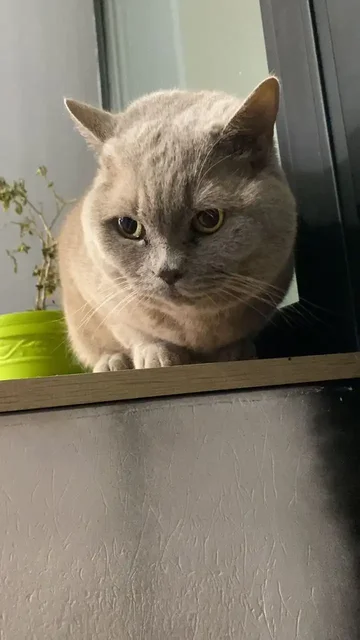 Срочно ищет семью красотка скоттиш-страйт - частное объявление в Саратов