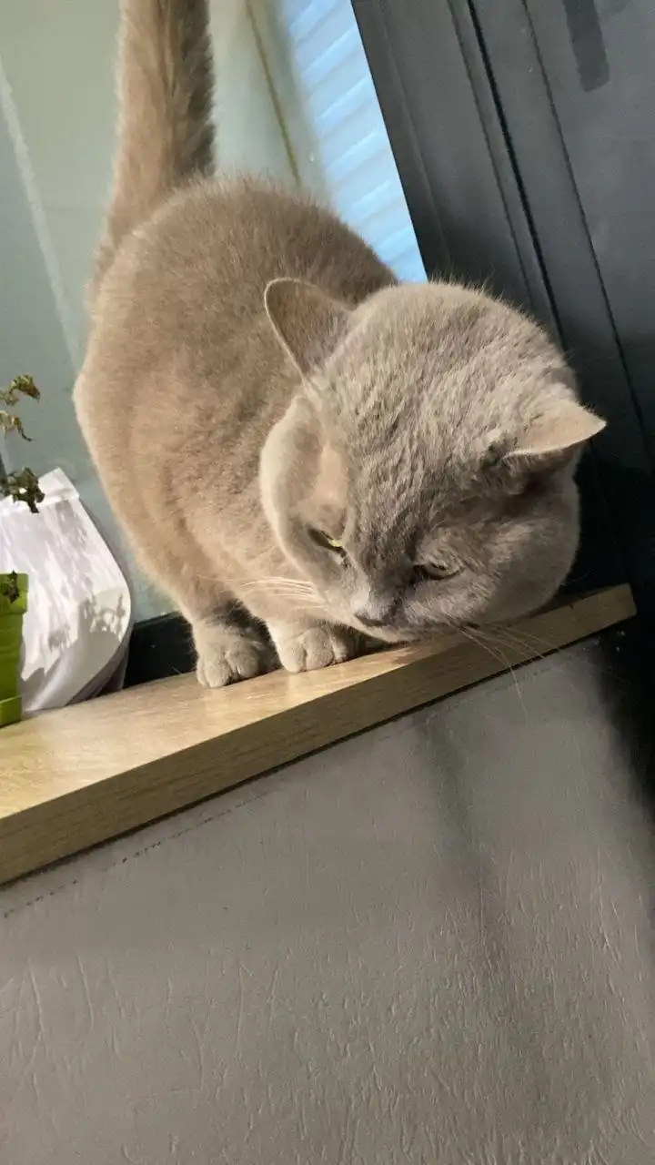 Срочно ищет семью красотка скоттиш-страйт - Кошки (Животные) в Саратов