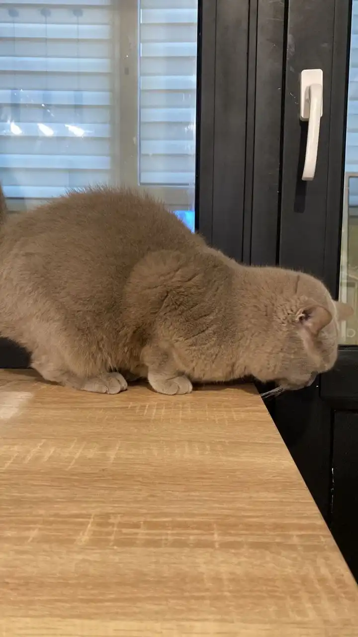 Срочно ищет семью красотка скоттиш-страйт - Кошки (Животные) в Саратов