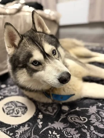 Потеряна собака хаски по кличке Дей в посёлке Комсомольский - Передержка в Саратов