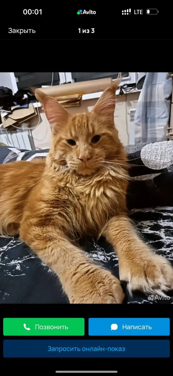 Мейн-кун котенок в Саратове - Кошки (Животные) в Саратов