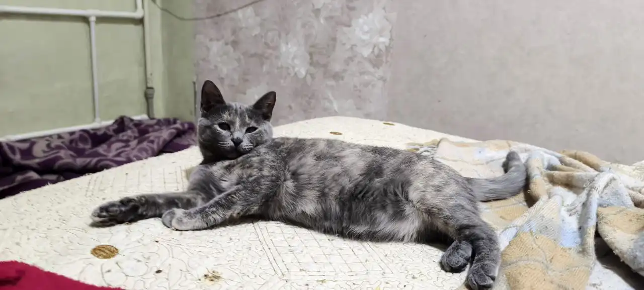 Сбор на передержку котят с Юбилейного - Передержка (Животные) в Саратов