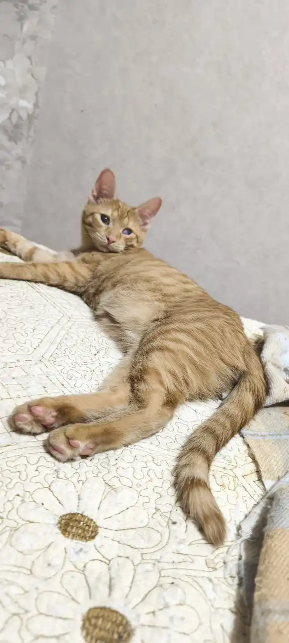 Сбор на передержку котят с Юбилейного - Передержка (Животные) в Саратов