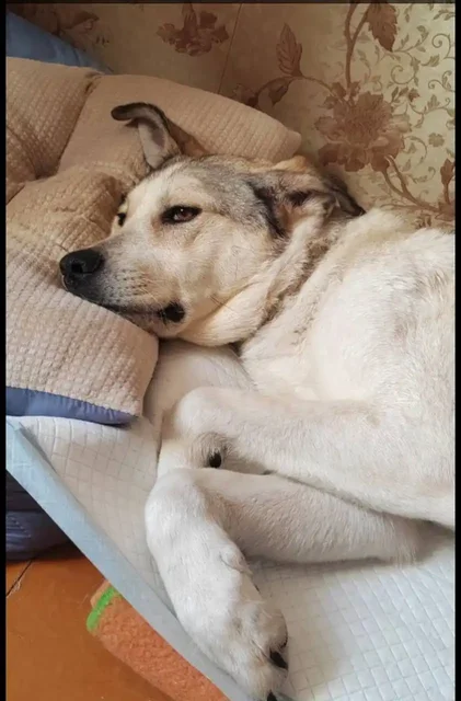 Благотворительный сбор на лечение Ричика - Поиск животных в Саратов