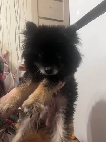 Потерянный черный шпиц в Энгельсе - Собаки в Энгельс