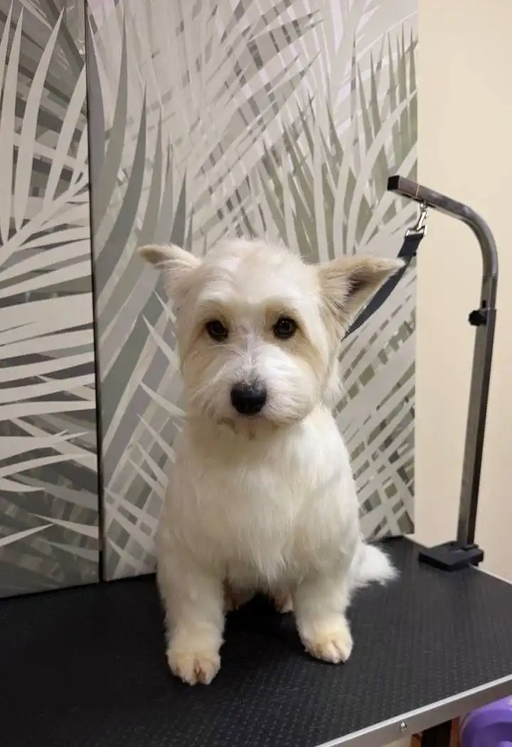 Ищем новый дом для Малинки - Собаки (Животные) в Саратов