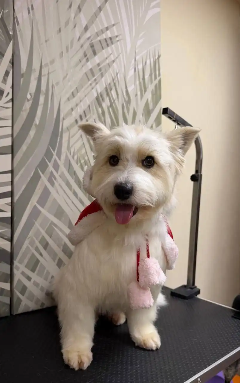 Ищем новый дом для Малинки - Собаки (Животные) в Саратов