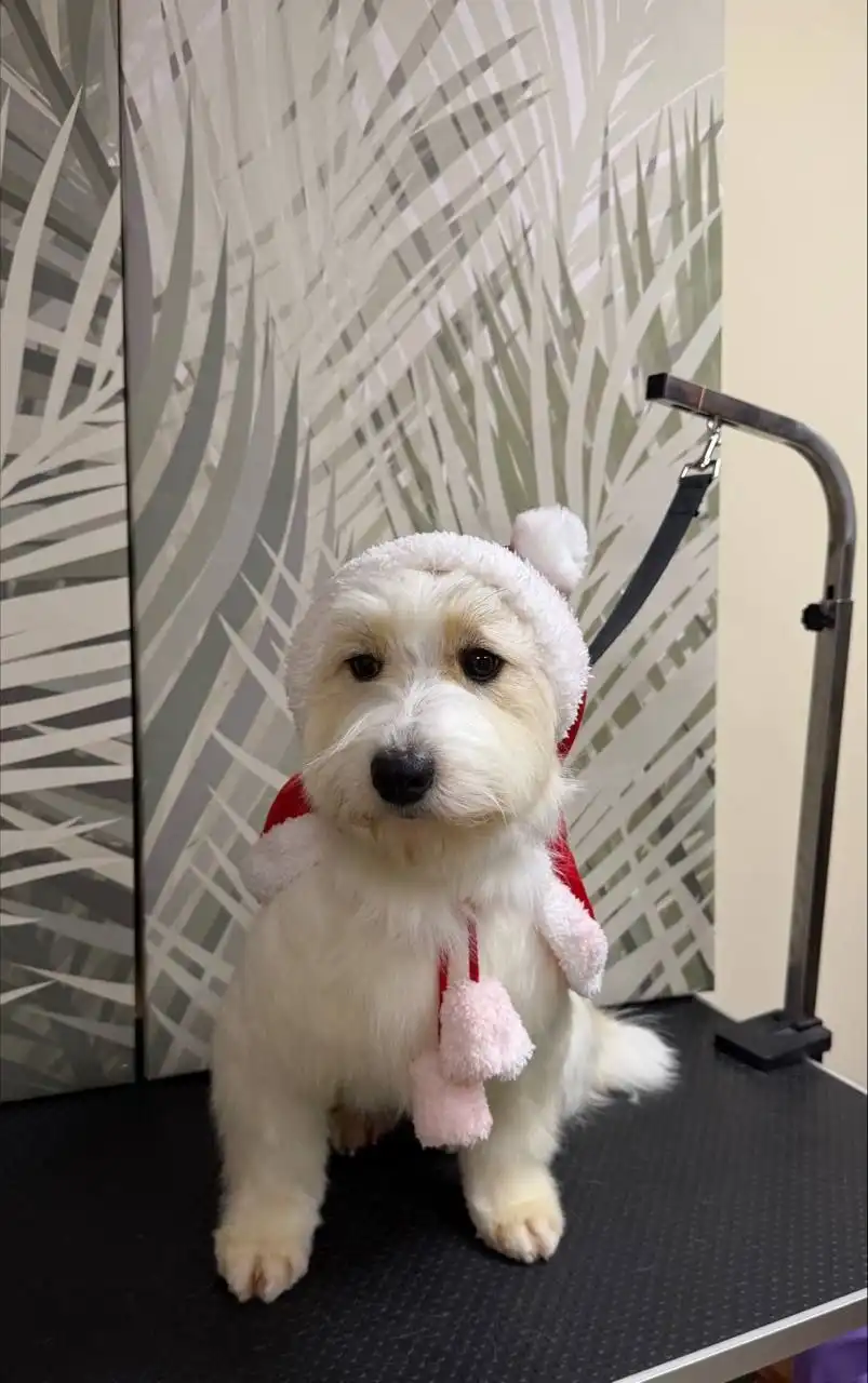 Ищем новый дом для Малинки - Собаки (Животные) в Саратов