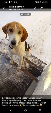 Потерявшаяся собака в Энгельсском районе - Собаки в Энгельс