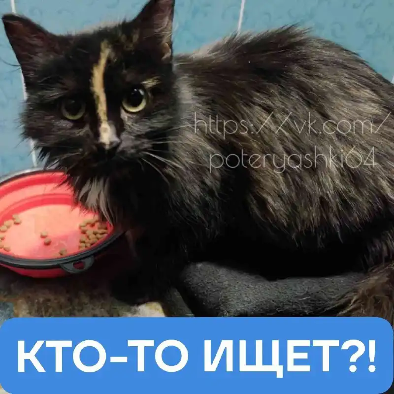 Найдена кошечка в Саратове - Кошки (Животные) в Саратов
