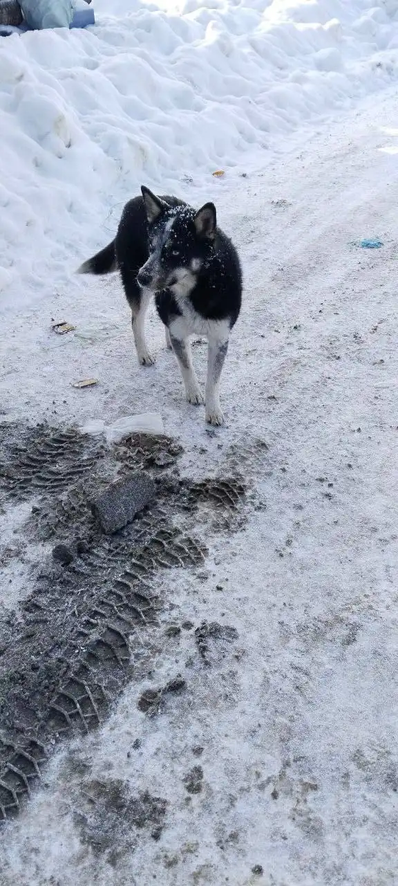 Потерянная собака породы хаски в Саратове - Собаки (Животные) в Саратов